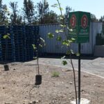 Plantando árboles centro de distribución Nestlé