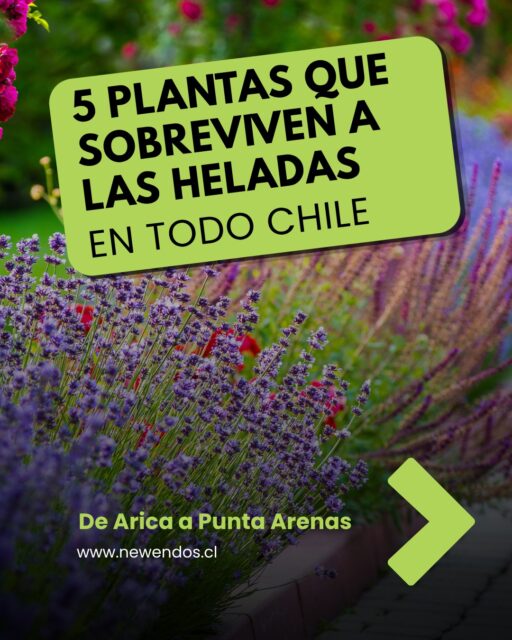 5 plantas que SOBREVIVEN a las heladas en Chile ❄️🌿 ¿De Arica a Punta Arenas?

Si buscas paisajismo para heladas, este carrusel es para ti. No importa si estás en la Región Metropolitana, Ñuble, Araucanía o Magallanes: si no eliges especies resistentes al frío, perderás tu jardín en invierno.

En @newendos, especialistas en paisajismo en Chile, seleccionamos 5 plantas que encuentras en cualquier vivero chileno y que resisten desde -12°C hasta -20°C.

Son ideales para jardines de bajo consumo hídrico, cercos vivos y jardines modernos.

👉 Desliza y guarda la tabla final.

¿En qué región vives?

#PaisajismoChile #PlantasResistentesHeladas #JardinesChile #PlantasNativasChile #PaisajismoSustentable